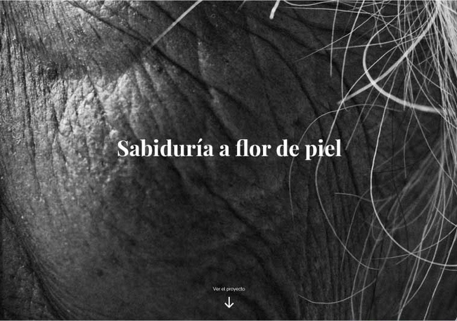 Sabiduría a flor de piel